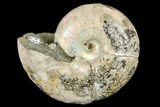 Cretaceous Ammonite (Desmoceras) Fossil - Madagascar #113148-1